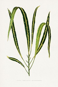 Croton Variegatum Angustifolium leaf illustration.  Digitally enhanced from our own original 1865 edition of Les Plantes à Feuillage Coloré by Alexander Francis Lydon & Benjamin Fawsett.