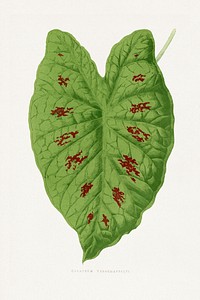 Caladium leaf illustration.  Digitally enhanced from our own original 1865 edition of Les Plantes à Feuillage Coloré by Alexander Francis Lydon & Benjamin Fawsett.