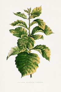 Common Hawnthorn leaf illustration.  Digitally enhanced from our own original 1865 edition of Les Plantes à Feuillage Coloré by Alexander Francis Lydon & Benjamin Fawsett.