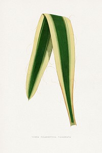 Green Yucca Filamentosa Variegata leaf illustration.  Digitally enhanced from our own original 1865 edition of Les Plantes à Feuillage Coloré by Alexander Francis Lydon & Benjamin Fawsett.