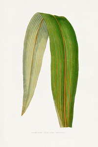 Dracaena leaf illustration.  Digitally enhanced from our own original 1865 edition of Les Plantes à Feuillage Coloré by Alexander Francis Lydon & Benjamin Fawsett.