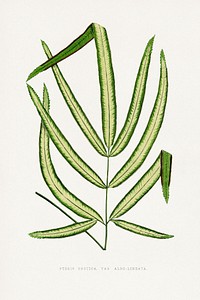 Pteris Cretica leaf illustration.  Digitally enhanced from our own original 1865 edition of Les Plantes à Feuillage Coloré by Alexander Francis Lydon & Benjamin Fawsett.