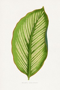 Maranta Alba Lineata leaf illustration.  Digitally enhanced from our own original 1865 edition of Les Plantes à Feuillage Coloré by Alexander Francis Lydon & Benjamin Fawsett.