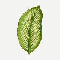 Green leaf collage element, botanical illustration psd