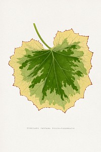 Tussilago Farfara Foliis Variegatis leaf illustration.  Digitally enhanced from our own original 1865 edition of Les Plantes à Feuillage Coloré by Alexander Francis Lydon & Benjamin Fawsett.