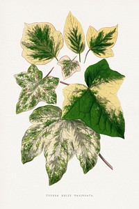 Green leaf illustration.  Digitally enhanced from our own original 1865 edition of Les Plantes à Feuillage Coloré by Alexander Francis Lydon & Benjamin Fawsett.