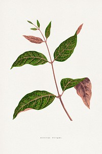 Echites Nutans leaf illustration.  Digitally enhanced from our own original 1865 edition of Les Plantes à Feuillage Coloré by Alexander Francis Lydon & Benjamin Fawsett.