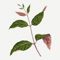 Green leaf graphic, botanical illustration