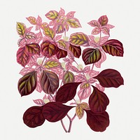 Pink leaf collage element, botanical illustration psd