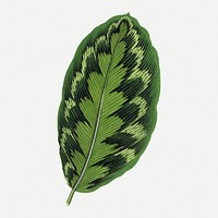 Green leaf collage element, botanical illustration psd