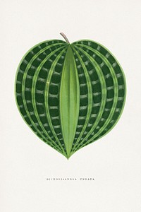 Dichorisandra Undata leaf illustration.  Digitally enhanced from our own original 1865 edition of Les Plantes à Feuillage Coloré by Alexander Francis Lydon & Benjamin Fawsett.