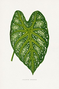 Green Caladium Mirabile leaf illustration.  Digitally enhanced from our own original 1865 edition of Les Plantes à Feuillage Coloré by Alexander Francis Lydon & Benjamin Fawsett.