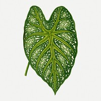 Caladium leaf vintage illustration, green nature graphic psd