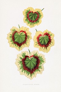 Pelargonium Zonale leaf illustration.  Digitally enhanced from our own original 1865 edition of Les Plantes à Feuillage Coloré by Alexander Francis Lydon & Benjamin Fawsett.