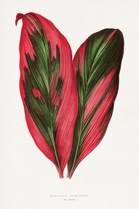 Pink Dracaena Terminalis leaf illustration.  Digitally enhanced from our own original 1865 edition of Les Plantes à Feuillage Coloré by Alexander Francis Lydon & Benjamin Fawsett.