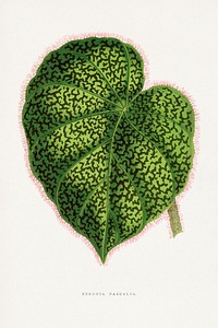 Green begonia leaf illustration.  Digitally enhanced from our own original 1865 edition of Les Plantes à Feuillage Coloré by Alexander Francis Lydon & Benjamin Fawsett.