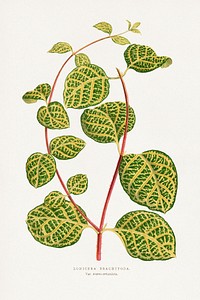 Green Lonicera Brachypoda leaf illustration.  Digitally enhanced from our own original 1865 edition of Les Plantes à Feuillage Coloré by Alexander Francis Lydon & Benjamin Fawsett.