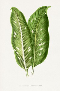 Green Dieffenbachia Baraquiniana leaf illustration.  Digitally enhanced from our own original 1865 edition of Les Plantes à Feuillage Coloré by Alexander Francis Lydon & Benjamin Fawsett.