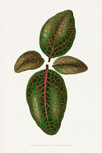 Green nerve plant leaf illustration.  Digitally enhanced from our own original 1865 edition of Les Plantes à Feuillage Coloré by Alexander Francis Lydon & Benjamin Fawsett.