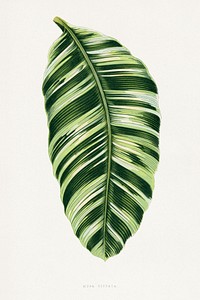 Green Musa Vittata leaf illustration.  Digitally enhanced from our own original 1865 edition of Les Plantes à Feuillage Coloré by Alexander Francis Lydon & Benjamin Fawsett.