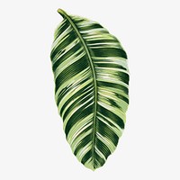 Green leaf collage element, botanical illustration vector