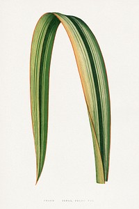 Green Phormium Tenax leaf illustration.  Digitally enhanced from our own original 1865 edition of Les Plantes à Feuillage Coloré by Alexander Francis Lydon & Benjamin Fawsett.