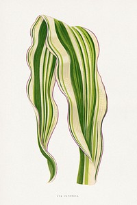 Green Zea Japonica leaf illustration.  Digitally enhanced from our own original 1865 edition of Les Plantes à Feuillage Coloré by Alexander Francis Lydon & Benjamin Fawsett.