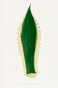 Green agave leaf illustration.  Digitally enhanced from our own original 1865 edition of Les Plantes à Feuillage Coloré by Alexander Francis Lydon & Benjamin Fawsett.