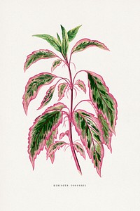 Hibicus Cooperii leaf illustration.  Digitally enhanced from our own original 1865 edition of Les Plantes à Feuillage Coloré by Alexander Francis Lydon & Benjamin Fawsett.