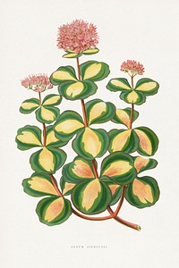 Stonecrop leaf illustration. Digitally enhanced from our own original 1865 edition of Les Plantes à Feuillage Coloré by Alexander Francis Lydon & Benjamin Fawsett.