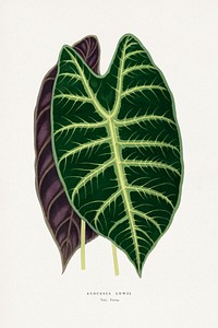 Alocasia leaf illustration.  Digitally enhanced from our own original 1865 edition of Les Plantes à Feuillage Coloré by Alexander Francis Lydon & Benjamin Fawsett.