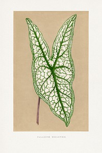 Green Caladium Belleymii leaf illustration.  Digitally enhanced from our own original 1865 edition of Les Plantes à Feuillage Coloré by Alexander Francis Lydon & Benjamin Fawsett.