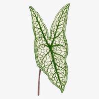 Caladium leaf vintage illustration, green nature graphic vector