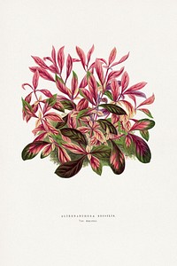 Alternanthera leaf illustration.  Digitally enhanced from our own original 1865 edition of Les Plantes à Feuillage Coloré by Alexander Francis Lydon & Benjamin Fawsett.