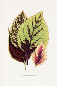 Coleus Blumei leaf illustration.  Digitally enhanced from our own original 1865 edition of Les Plantes à Feuillage Coloré by Alexander Francis Lydon & Benjamin Fawsett.