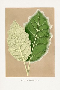 Green Solanum Marginatum leaf illustration.  Digitally enhanced from our own original 1865 edition of Les Plantes à Feuillage Coloré by Alexander Francis Lydon & Benjamin Fawsett.