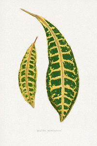 Francis Lydon leaf illustration.  Digitally enhanced from our own original 1865 edition of Les Plantes à Feuillage Coloré by Alexander Francis Lydon & Benjamin Fawsett.