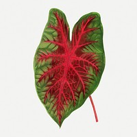 Caladium leaf vintage illustration, green nature graphic psd