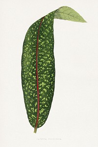 Green benjamin fawsett leaf illustration.  Digitally enhanced from our own original 1865 edition of Les Plantes à Feuillage Coloré by Alexander Francis Lydon & Benjamin Fawsett.