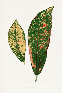 Croton leaf illustration.  Digitally enhanced from our own original 1865 edition of Les Plantes à Feuillage Coloré by Alexander Francis Lydon & Benjamin Fawsett.