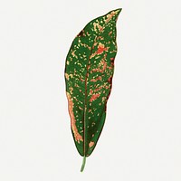 Croton leaf vintage illustration, green nature graphic