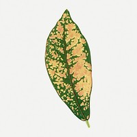 Croton leaf vintage illustration, green nature graphic psd