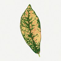 Croton leaf vintage illustration, green nature graphic