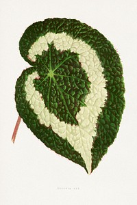 Begonia leaf illustration.  Digitally enhanced from our own original 1865 edition of Les Plantes à Feuillage Coloré by Alexander Francis Lydon & Benjamin Fawsett.