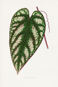 Cissus Javana leaf illustration.  Digitally enhanced from our own original 1865 edition of Les Plantes à Feuillage Coloré by Alexander Francis Lydon & Benjamin Fawsett.