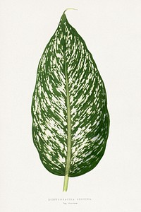 Dieffenbachia Seguina leaf illustration.  Digitally enhanced from our own original 1865 edition of Les Plantes à Feuillage Coloré by Alexander Francis Lydon & Benjamin Fawsett.