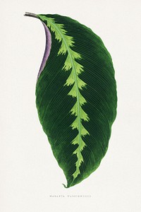 Green Maranta Warscewiczii leaf illustration.  Digitally enhanced from our own original 1865 edition of Les Plantes à Feuillage Coloré by Alexander Francis Lydon & Benjamin Fawsett.