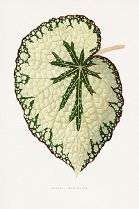 Begonia Marshall leaf illustration.  Digitally enhanced from our own original 1865 edition of Les Plantes à Feuillage Coloré by Alexander Francis Lydon & Benjamin Fawsett.