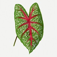 Caladium leaf vintage illustration, green nature graphic psd