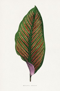 Maranta Begalis leaf illustration.  Digitally enhanced from our own original 1865 edition of Les Plantes à Feuillage Coloré by Alexander Francis Lydon & Benjamin Fawsett.
